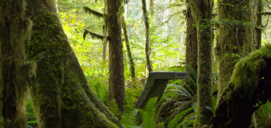 "The Secret Ramp In The Woods" The Jamie Collins Legacy